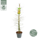 Image de Acer palm. 'Little Princess'