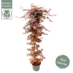 Image de Acer palm. 'Skeeter's Broom'