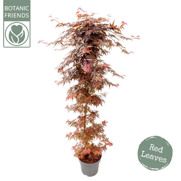 Image de Acer palm. 'Skeeter's Broom'