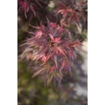 Image de Acer palm. 'Skeeter's Broom'