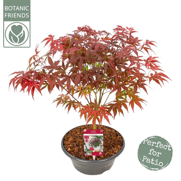 Image de Acer palm. 'Atropurpureum'