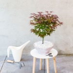 Image de Acer palm. 'Atropurpureum'