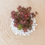 Image de Acer palm. 'Atropurpureum'