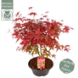 Image de Acer palm. 'Beni-maiko'