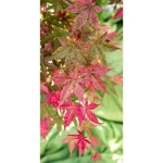 Image de Acer palm. 'Beni-maiko'