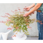 Image de Acer palm. 'Beni-maiko'