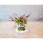 Image de Acer palm. 'Beni-maiko'