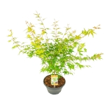 Image de Acer palm. 'Katsura'