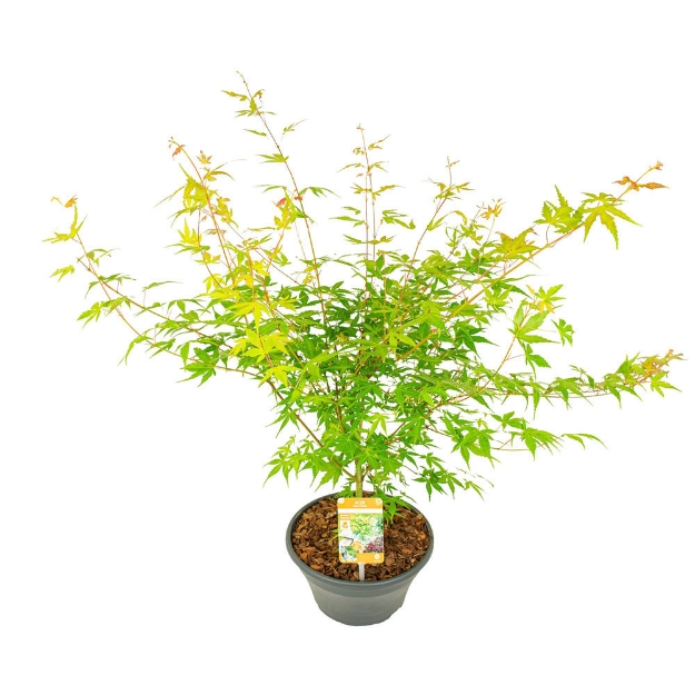 Image de Acer palm. 'Katsura'