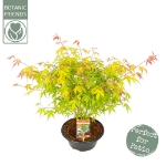 Image de Acer palm. 'Katsura'