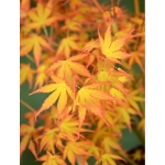 Image de Acer palm. 'Katsura'