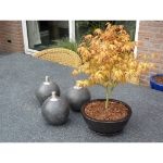 Image de Acer palm. 'Katsura'