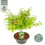Image de Acer palm. 'Little Princess'