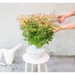 Image de Acer palm. 'Little Princess'