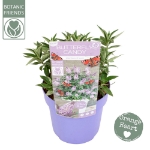Image de Buddleja Butterfly Candy® 'Lila Sweetheart' (PBR)