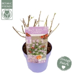 Image de Buddleja Butterfly Candy® 'Lila Sweetheart' (PBR)