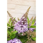 Image de Buddleja Butterfly Candy® 'Lila Sweetheart' (PBR)