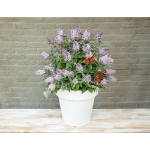 Image de Buddleja Butterfly Candy® 'Lila Sweetheart' (PBR)