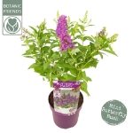 Image de Buddleja Butterfly Candy® 'Little Cerise' (PBR)