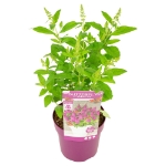 Image de Buddleja Butterfly Candy® 'Little Cerise' (PBR)