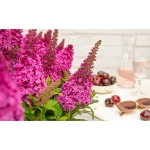 Image de Buddleja Butterfly Candy® 'Little Cerise' (PBR)