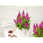 Image de Buddleja Butterfly Candy® 'Little Cerise' (PBR)