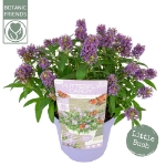 Image de Buddleja Butterfly Candy® 'Little Lila' (PBR)