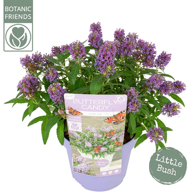 Image de Buddleja Butterfly Candy® 'Little Lila' (PBR)