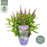 Image de Buddleja Butterfly Candy® 'Little Lila' (PBR)