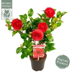 Image de Camellia jap. 'Black Lace'