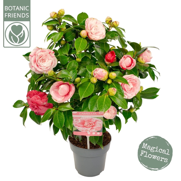 Image de Camellia jap. 'Bonomiana'