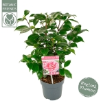 Image de Camellia jap. 'Bonomiana'