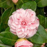 Image de Camellia jap. 'Bonomiana'