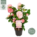 Image de Camellia jap. 'Nuccio's Cameo'