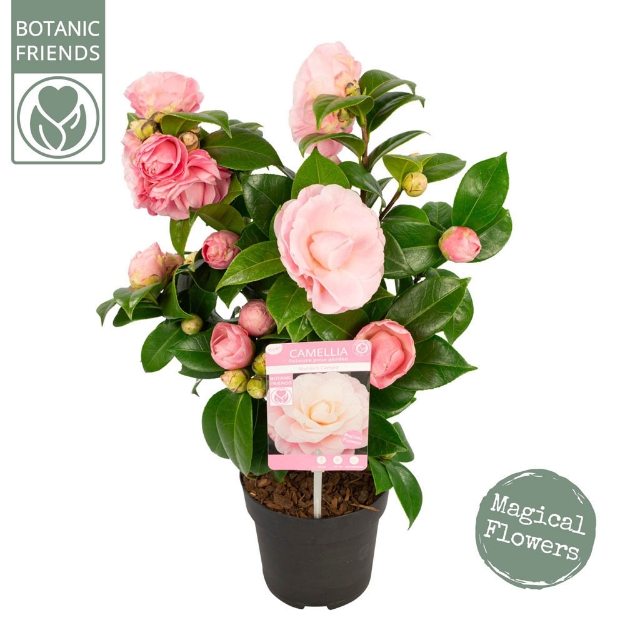 Image de Camellia jap. 'Nuccio's Cameo'