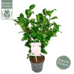 Image de Camellia jap. 'Nuccio's Cameo'