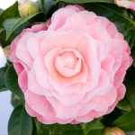 Image de Camellia jap. 'Nuccio's Cameo'