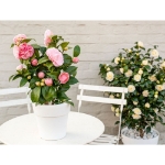 Image de Camellia jap. 'Nuccio's Cameo'