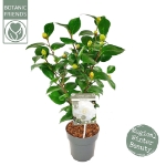 Image de Camellia jap. 'Nuccio's Gem'