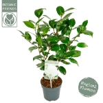 Image de Camellia jap. 'Nuccio's Gem'