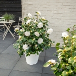 Image de Camellia jap. 'Nuccio's Gem'