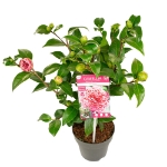 Image de Camellia jap. 'Volunteer'® (PBR)