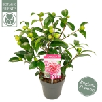 Image de Camellia jap. 'Volunteer'® (PBR)