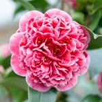 Image de Camellia jap. 'Volunteer'® (PBR)
