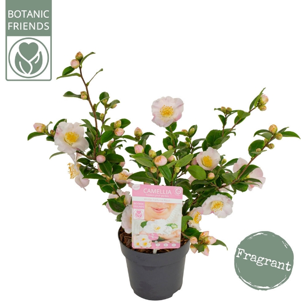 Image de Camellia 'Winter Perfume Pearl'®