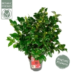 Image de Camellia jap. 'Black Lace'