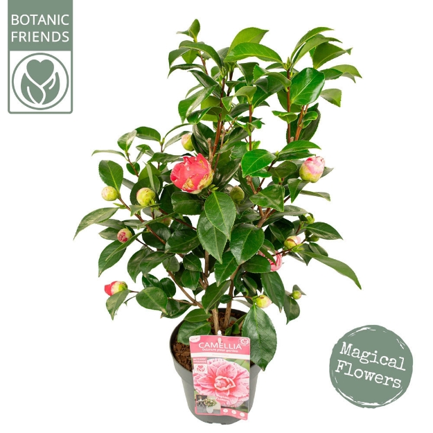 Image de Camellia jap. 'Bonomiana'