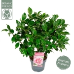 Image de Camellia jap. 'Bonomiana'