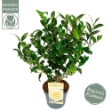 Image de Camellia jap. 'Jury's Yellow'