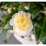 Image de Camellia jap. 'Jury's Yellow'
